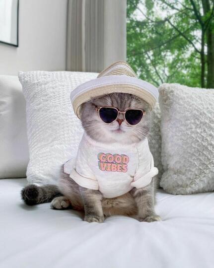 Stylish Bak Selebgram , Kucing ini Curi Perhatian