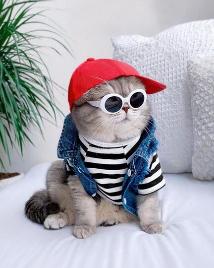 Stylish Bak Selebgram , Kucing ini Curi Perhatian