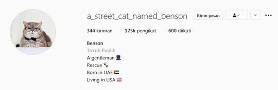 Stylish Bak Selebgram , Kucing ini Curi Perhatian