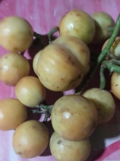 Buah Mungil Unyu Dahysat Asemnya, Biasanya Dicari Wanita Ngidam