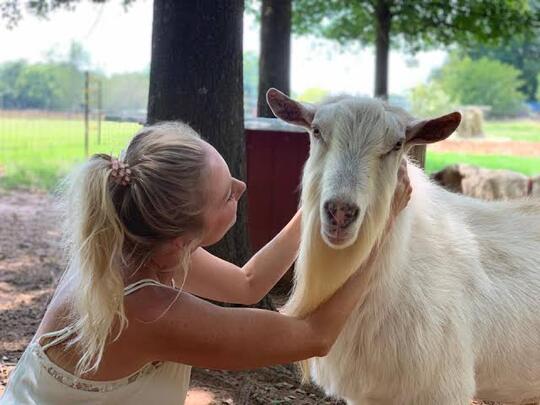 Stress Nih ! Perkosa 'KAMBING' Sampai Mati, Pria Umur 60 Tahun Ditangkap Polisi Gan !