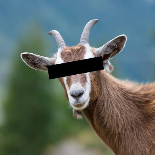Stress Nih ! Perkosa 'KAMBING' Sampai Mati, Pria Umur 60 Tahun Ditangkap Polisi Gan !