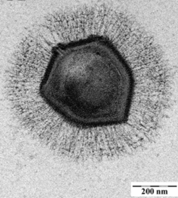 Virus Berukuran Raksasa Ditemukan Didalam Palung Mariana