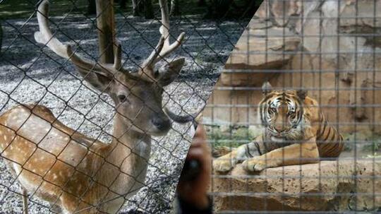 Babak Belur Hadapi Pandemi, Rusa Akan 'DIKORBANKAN' Untuk Makan Harimau !