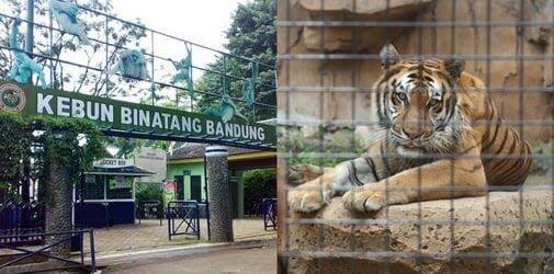 Babak Belur Hadapi Pandemi, Rusa Akan 'DIKORBANKAN' Untuk Makan Harimau !