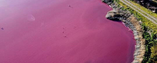 Laguna di Argentina Berubah Warna Menjadi Pink!
