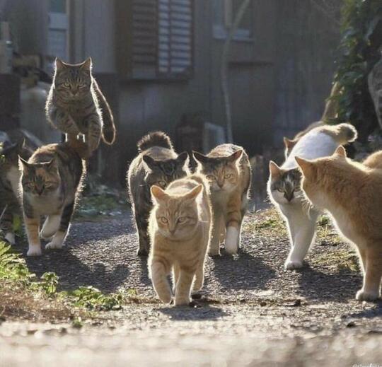 Ngeri! Ciamis Diteror Kawanan Kucing Liar, Warga Rugi hingga 