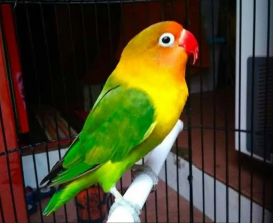 Ciri Ciri Burung Lovebird Yang Bisa Ngekek Panjang | KASKUS
