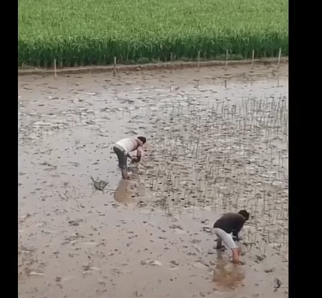 Pria Ini Jadikan Hamparan Sawah Sebagai Lukisan, Hasilnya Keren dan Menakjubkan!