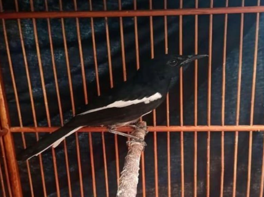 5+ Cara Menaikan Emosi Kacer Dengan Cepat Agar Gacor Cara Menaikan Birahi Kacer | KASKUS