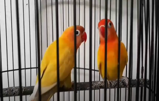 Perbedaan Lovebird Pastel Kuning Dengan Lutino | KASKUS