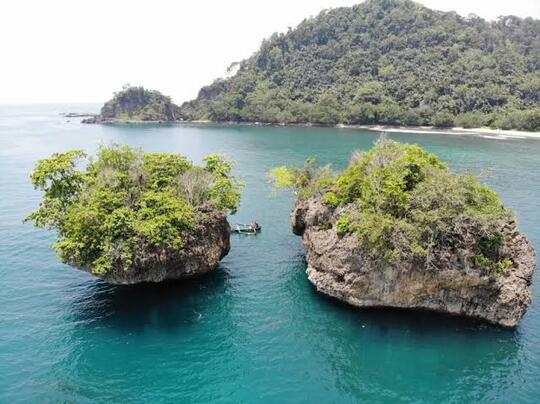Tanaman Wijaya Kusuma Asli, Kini Mulai Langka