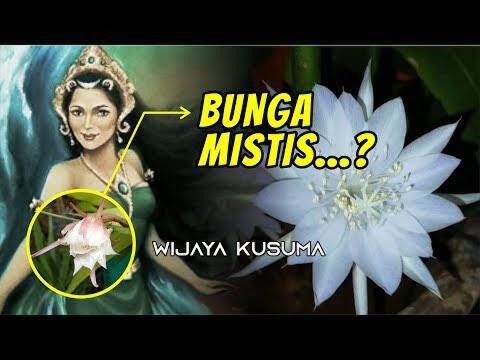 Tanaman Wijaya Kusuma Asli, Kini Mulai Langka