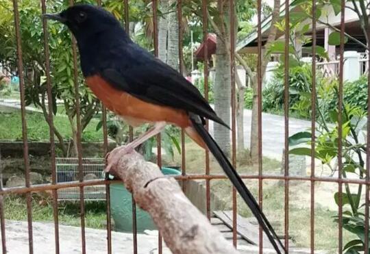 Cara Mudah Merawat Burung Murai Batu Tangkapan Hutan