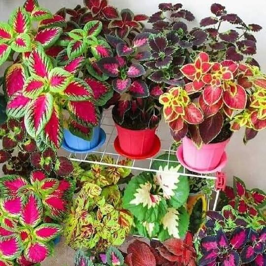 Tanaman Hias Sekaligus Tanaman Obat, Miana Bisa Jadi Pilihan!