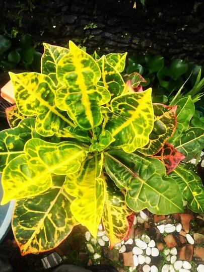 Tanaman Hias Ini Sering Dicap Penuh Aroma Mistis, Namun Ternyata Kaya Manfaat