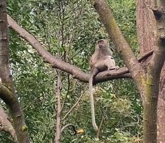 Monyet Culik Anak Anjing, Berhasil Membuat Orang Menjadi Ngakak