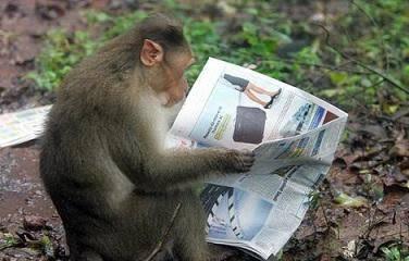 Monyet Culik Anak Anjing, Berhasil Membuat Orang Menjadi Ngakak
