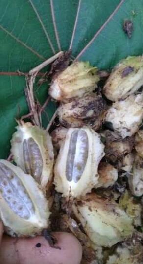 Hanggasa, Tanaman Asli Indonesia Yang Buahnya Manis Dan Kaya Manfaat