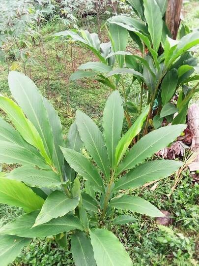 Hanggasa, Tanaman Asli Indonesia Yang Buahnya Manis Dan Kaya Manfaat