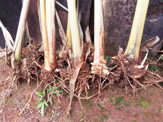 Hanggasa, Tanaman Asli Indonesia Yang Buahnya Manis Dan Kaya Manfaat