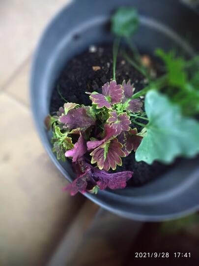 Bunga Miana Indah dan Lagi Naik Daun