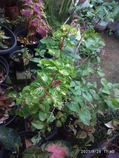 Bunga Miana Indah dan Lagi Naik Daun