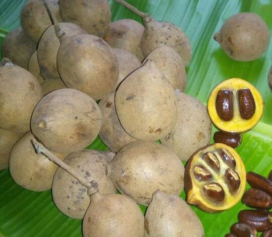 Burahol, Si Buah Sultan Yang Kian Langka