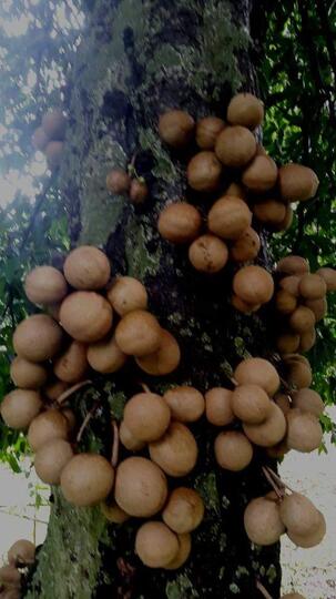 Burahol, Si Buah Sultan Yang Kian Langka