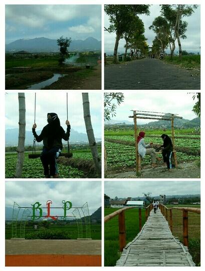 Wisata Tabebuya dan Bumi Lumbung Pendem, Lokasi Seru untuk Ngadem