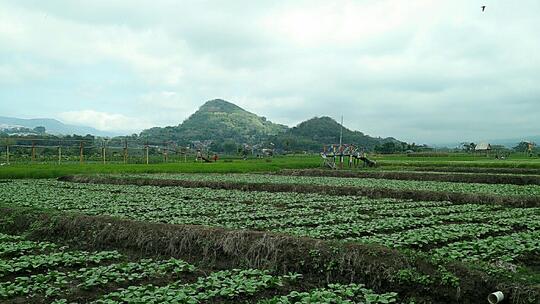 Wisata Tabebuya dan Bumi Lumbung Pendem, Lokasi Seru untuk Ngadem