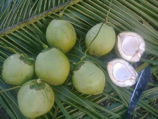 Ternyata Kelapa Muda Tak Hanya Menjadi Minuman Segar, Bisa Dijuga Dibuat Cake Loh!