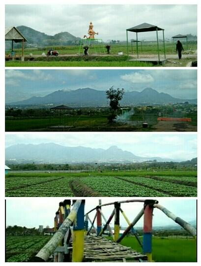 Wisata Tabebuya dan Bumi Lumbung Pendem, Lokasi Seru untuk Ngadem