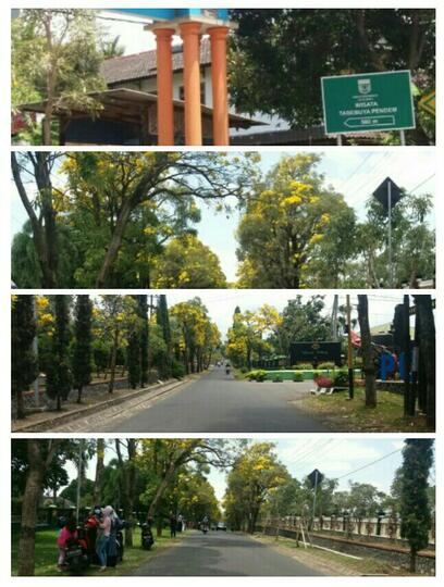 Wisata Tabebuya dan Bumi Lumbung Pendem, Lokasi Seru untuk Ngadem