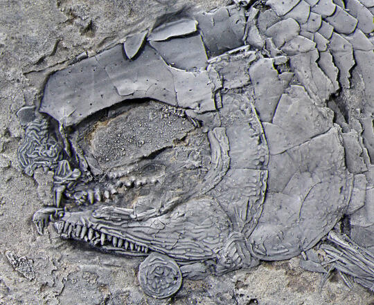 Penemuan Fosil Ikan Schistodon di Laut Trias Cina Selatan