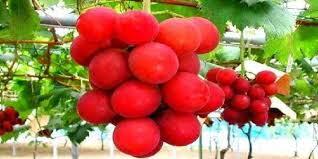 10 Buah Termahal di Dunia dari Asia, Ada yang Seharga Rp606 Juta!
