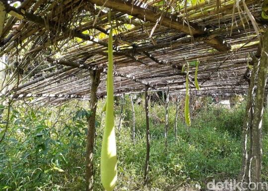 Share Pengalaman Pakai Koteka, Ternyata Seperti Ini Rasanya!