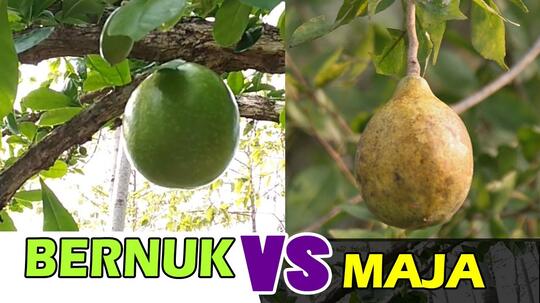 SELAMA INI BANYAK YANG SALAH! INI BUAH MAJA ASLI! DASAR NAMA KERAJAAN MAJAPAHIT!