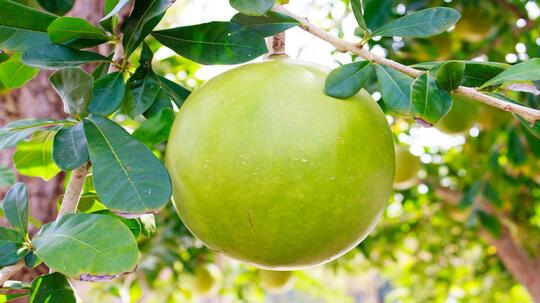 SELAMA INI BANYAK YANG SALAH! INI BUAH MAJA ASLI! DASAR NAMA KERAJAAN MAJAPAHIT!