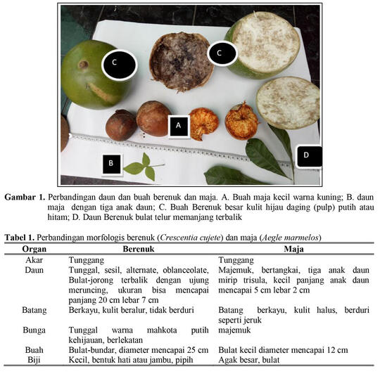 SELAMA INI BANYAK YANG SALAH! INI BUAH MAJA ASLI! DASAR NAMA KERAJAAN MAJAPAHIT!