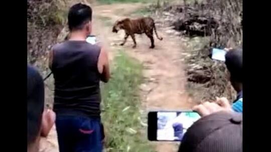 Santuy ! Bukannya Takut, Warga Malah Asik 'Ngerekam' HARIMAU Dari Dekat Gan !