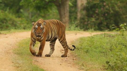 Santuy ! Bukannya Takut, Warga Malah Asik 'Ngerekam' HARIMAU Dari Dekat Gan !