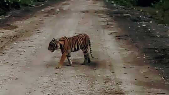 Santuy ! Bukannya Takut, Warga Malah Asik 'Ngerekam' HARIMAU Dari Dekat Gan !