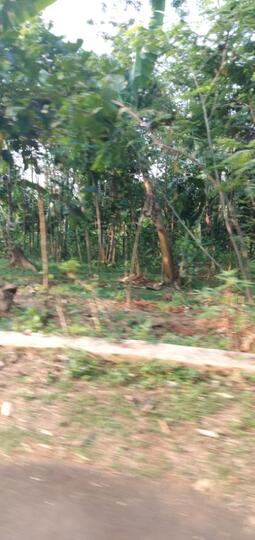 Lantak, Balung Kethek, Manggleng, Satu Cemilan yang terbuat dari Singkong.