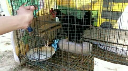 Tips Mudah Beternak Ayam Kampung dan Cara Membuat Tempat Pakannya dari Botol Bekas