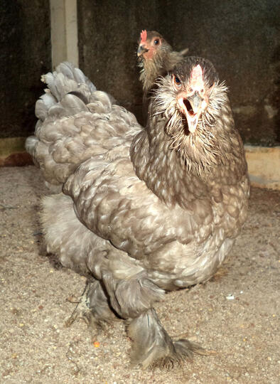 Ayam brahma betina brewok blue jenis langka siap produk ( real foto )
