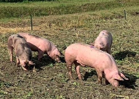 Bandara di Amsterdam Gunakan "BABI" Untuk Menjaga Keamanan Dan Mengusir Kawanan ini