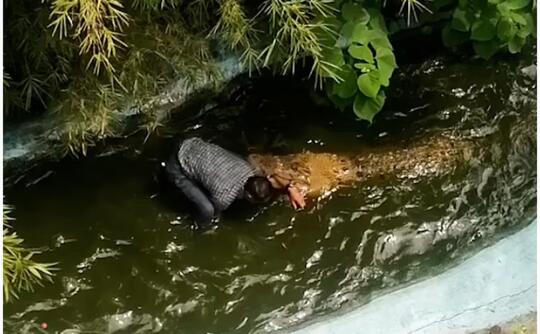 Dipikir Patung Buaya, Kakek Ini Langsung Digigit dan Nyaris Jadi Santapannya