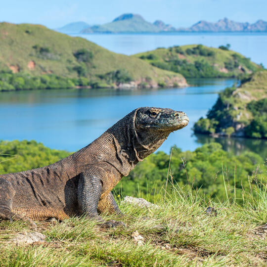 Ini Perbedaan Komodo dengan Biawak yang Ternyata Masih Satu Genus