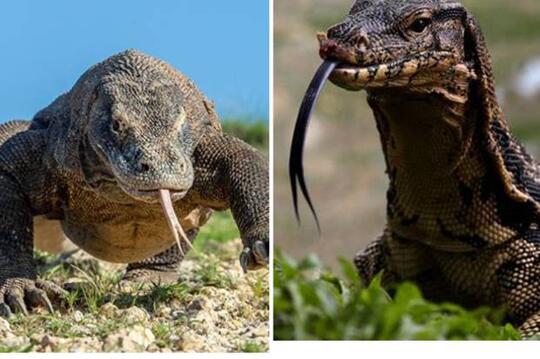 Ini Perbedaan Komodo dengan Biawak yang Ternyata Masih Satu Genus